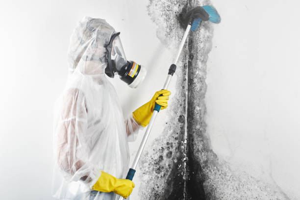 Biohazard Mold Removal in Lapeer, MI