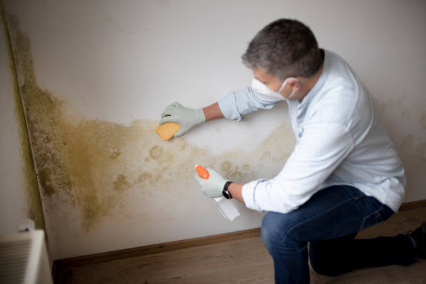Best Black Mold Removal  in Lapeer, MI
