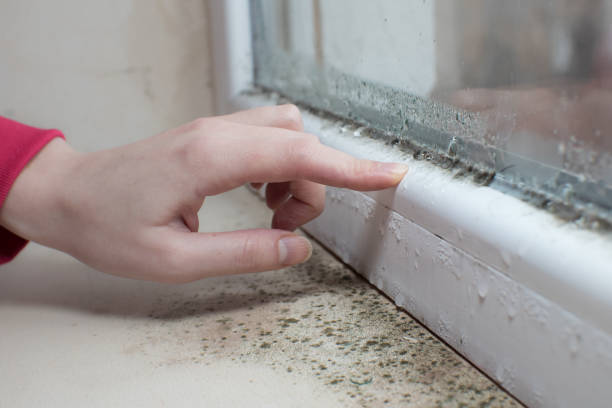 Best Mold Damage Restoration  in Lapeer, MI