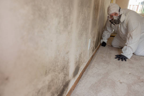 Best Air Quality Testing for Mold Spores  in Lapeer, MI